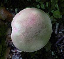 A mature cap still shows some rosy colors. 